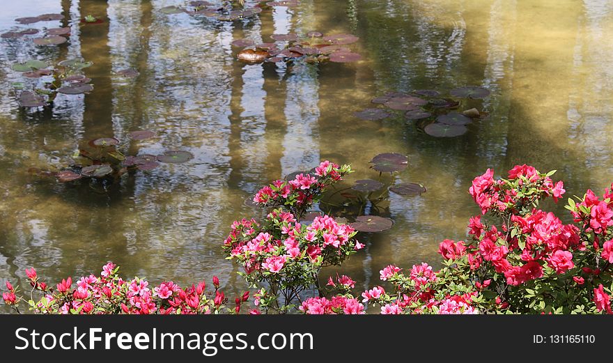 Flower, Waterway, Water, Flora