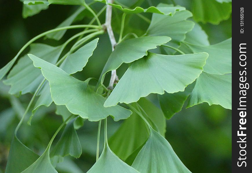 Plant, Leaf, Tree, Flower