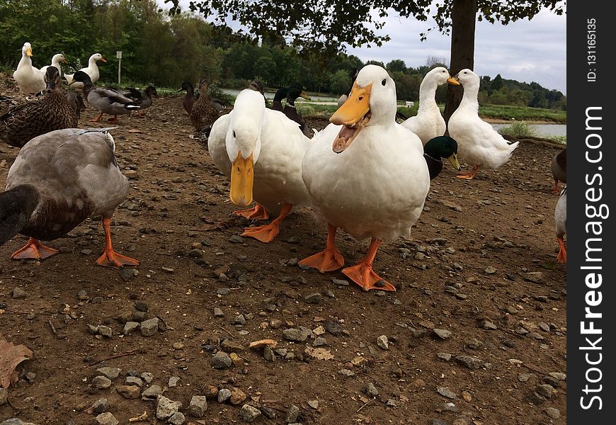 Water Bird, Ducks Geese And Swans, Duck, Bird