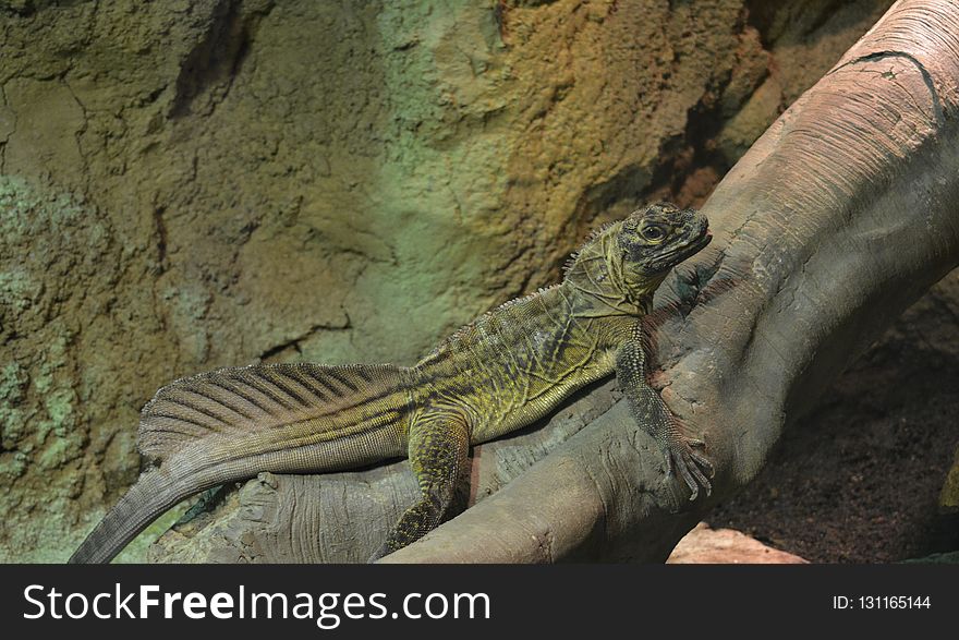 Reptile, Fauna, Scaled Reptile, Iguana