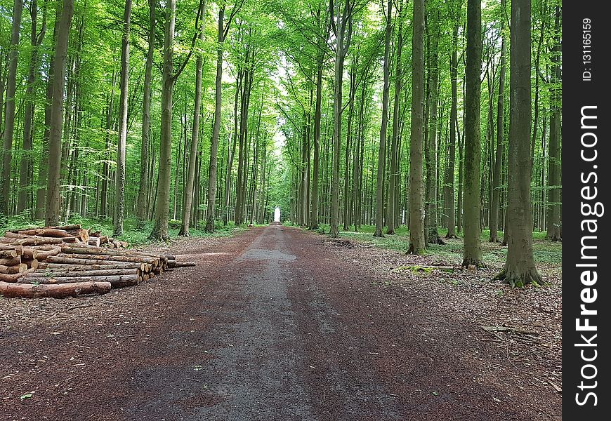 Path, Woodland, Forest, Tree