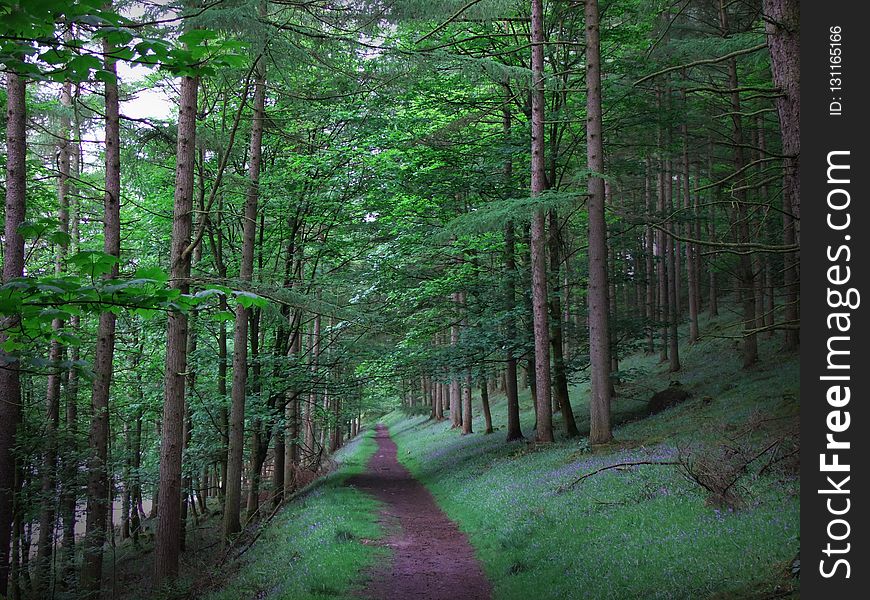 Forest, Woodland, Nature, Ecosystem