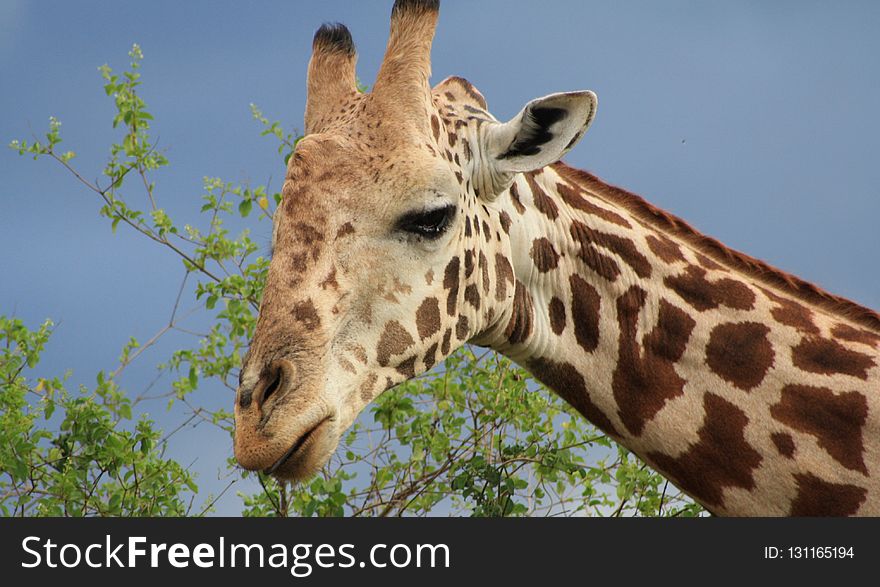Giraffe, Terrestrial Animal, Wildlife, Giraffidae