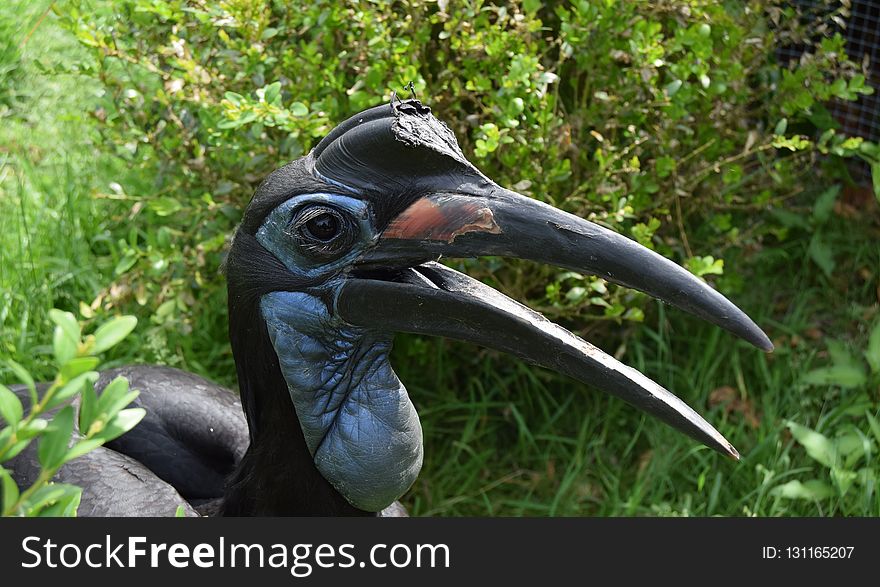 Beak, Hornbill, Bird, Grass