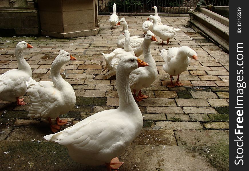 Water Bird, Ducks Geese And Swans, Duck, Fauna