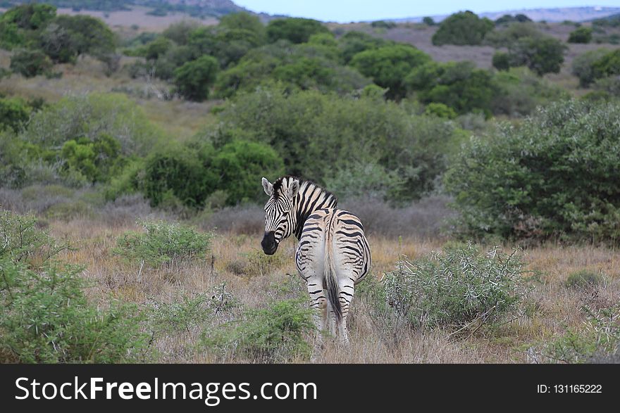 Wildlife, Grassland, Zebra, Ecosystem