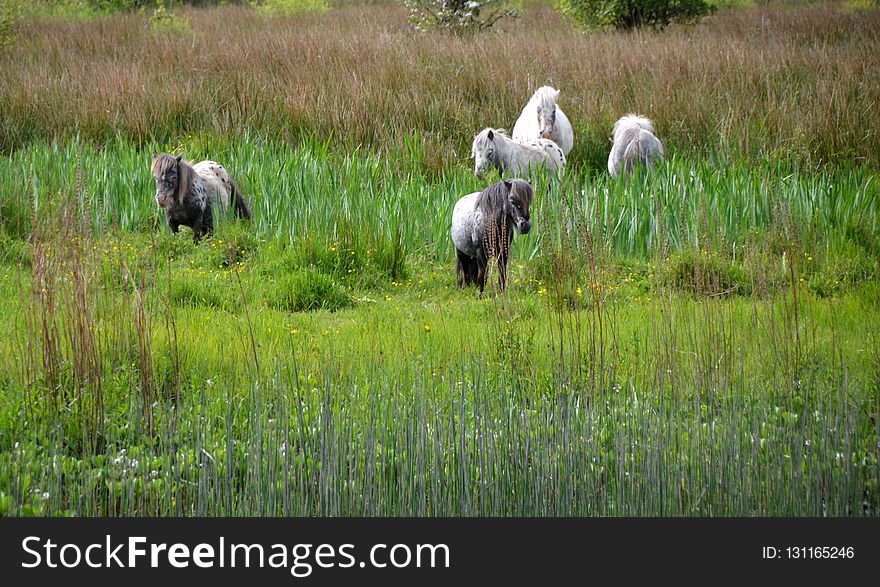 Pasture, Nature Reserve, Wetland, Grassland