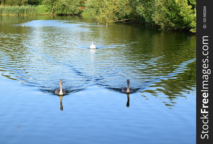 Water, Reflection, Waterway, Body Of Water