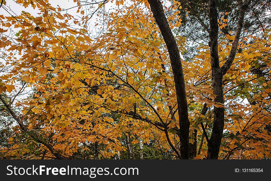 Tree, Autumn, Nature, Leaf