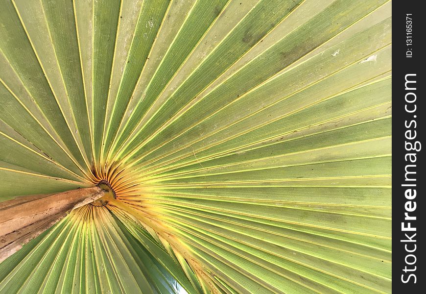 Leaf, Vegetation, Arecales, Palm Tree