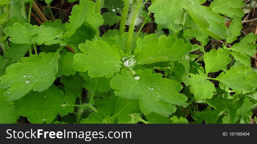 Leaf, Plant, Annual Plant, Herb