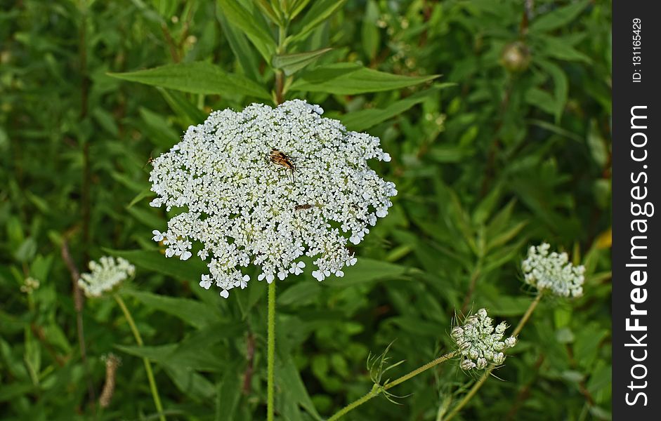 Cow Parsley, Plant, Apiales, Parsley Family