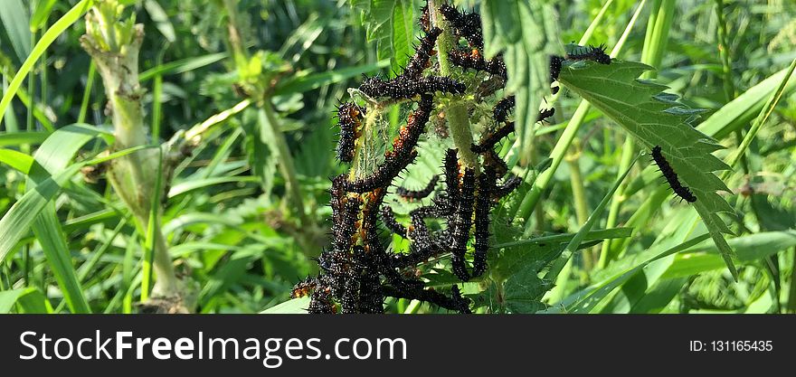 Vegetation, Crop, Plant, Grass