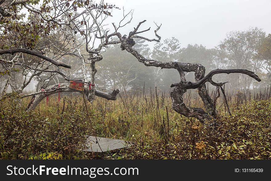 Tree, Woody Plant, Vegetation, Ecosystem