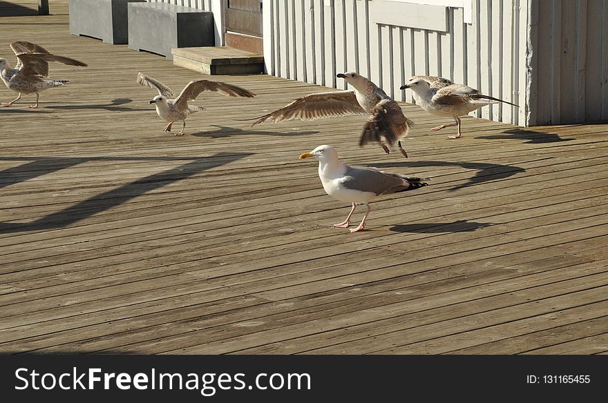 Bird, Fauna, Seabird, Wood