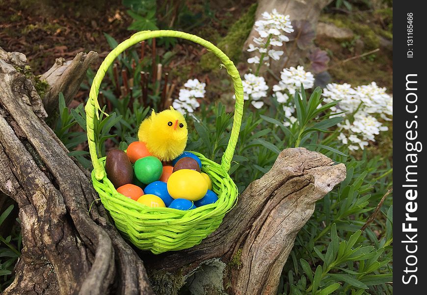 Easter, Grass, Easter Egg, Bird