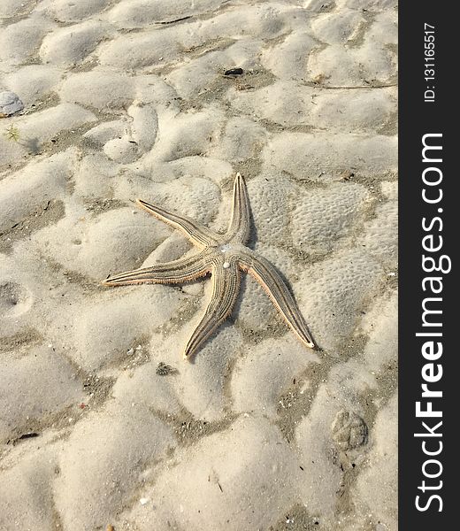 Starfish, Sand, Echinoderm, Marine Invertebrates