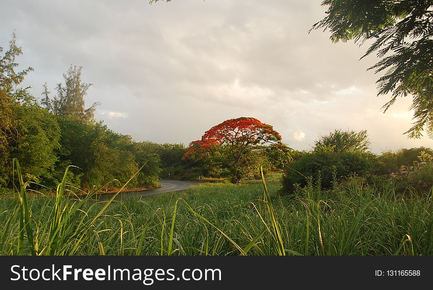 Nature, Vegetation, Sky, Leaf