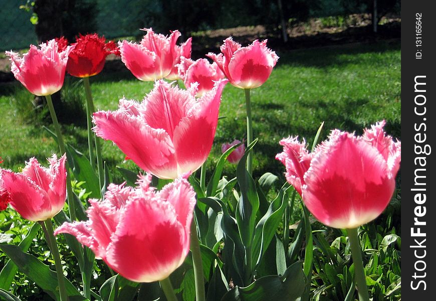 Flower, Plant, Tulip, Flowering Plant