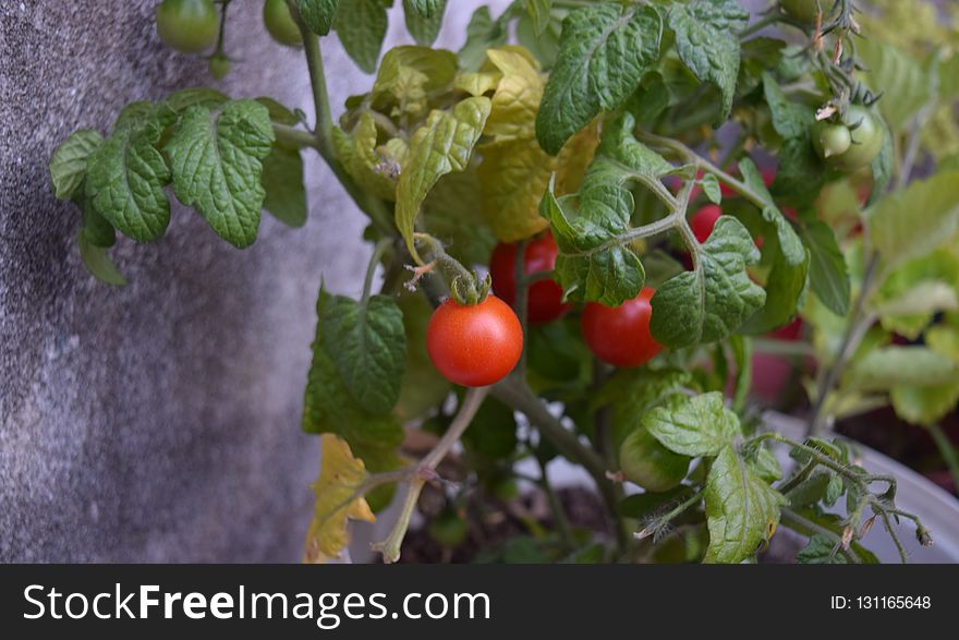 Natural Foods, Strawberries, Local Food, Fruit