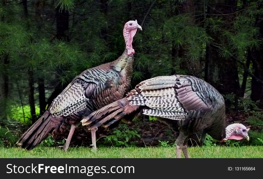 Domesticated Turkey, Wild Turkey, Galliformes, Fauna