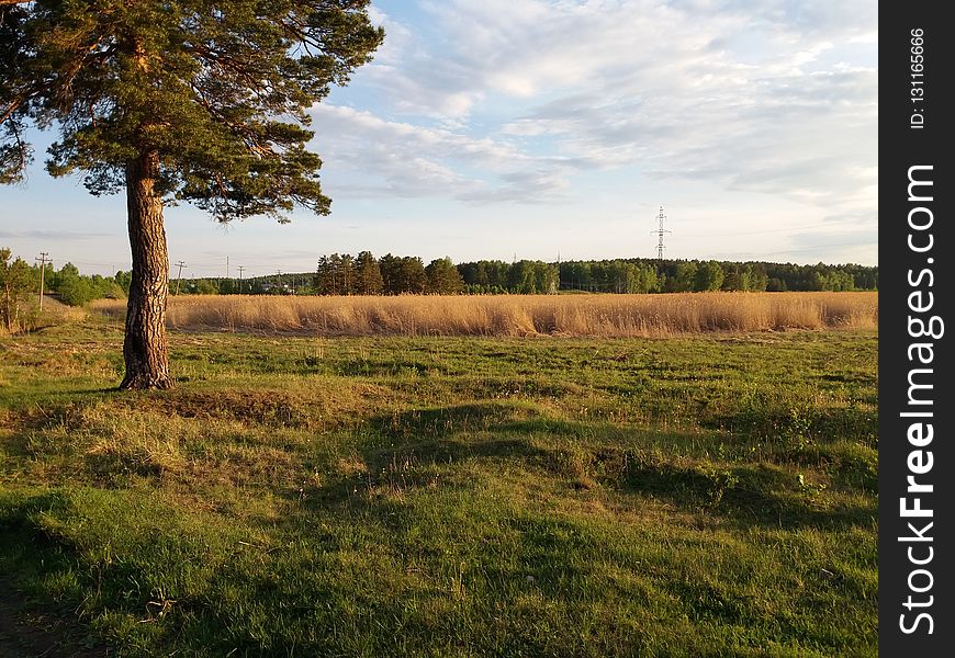 Grassland, Ecosystem, Pasture, Nature Reserve