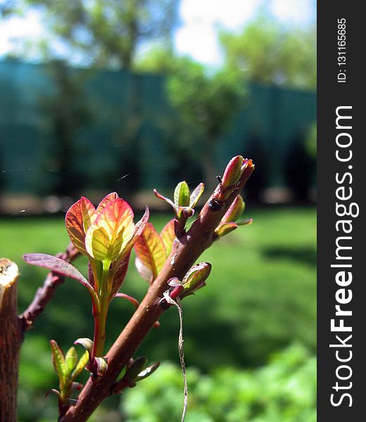 Plant, Flora, Vegetation, Flower