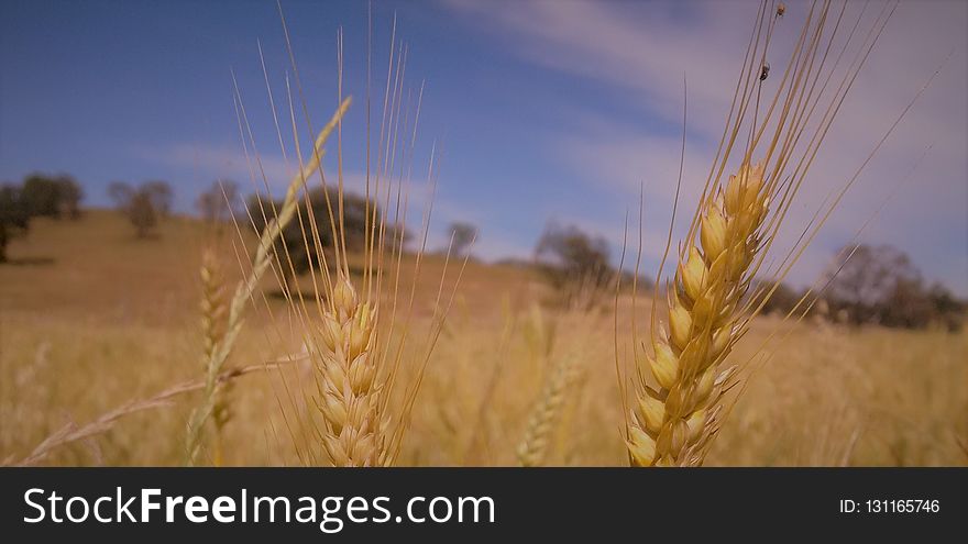Ecosystem, Wheat, Field, Food Grain