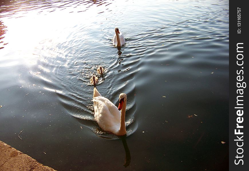 Water, Reflection, Water Bird, Duck