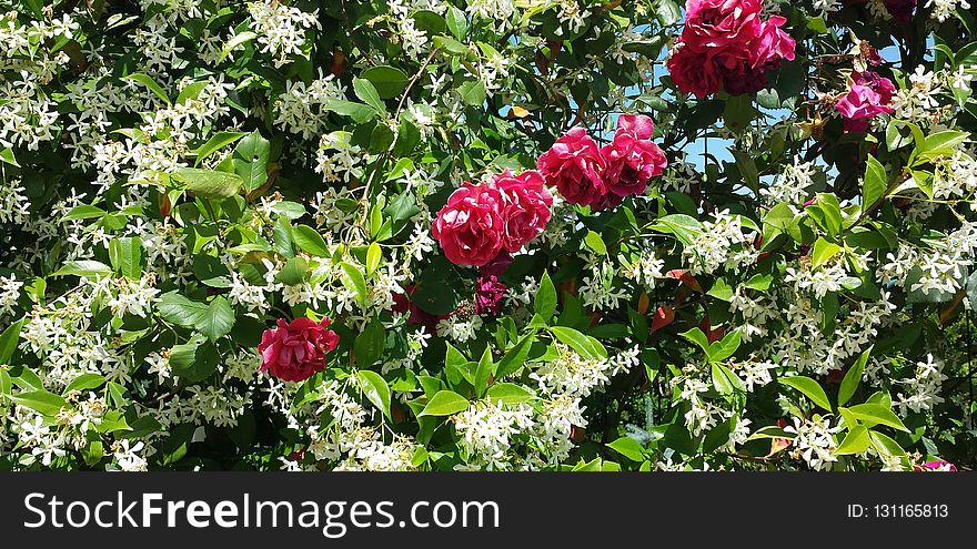 Plant, Flower, Flowering Plant, Flora