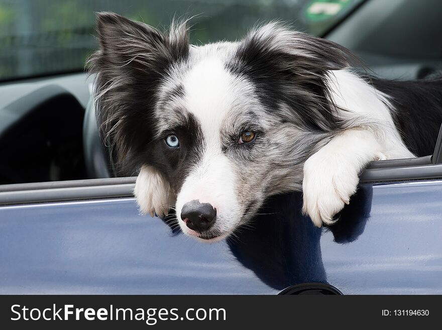 Border collie dog sitting at the driver`s seat in a car and looking out. Border collie dog sitting at the driver`s seat in a car and looking out