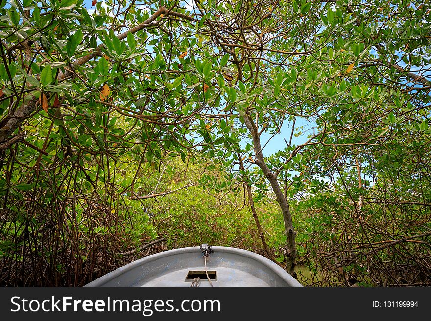 By boat through the mangrove forest. Cayo Arena, Punta Rucia, Do