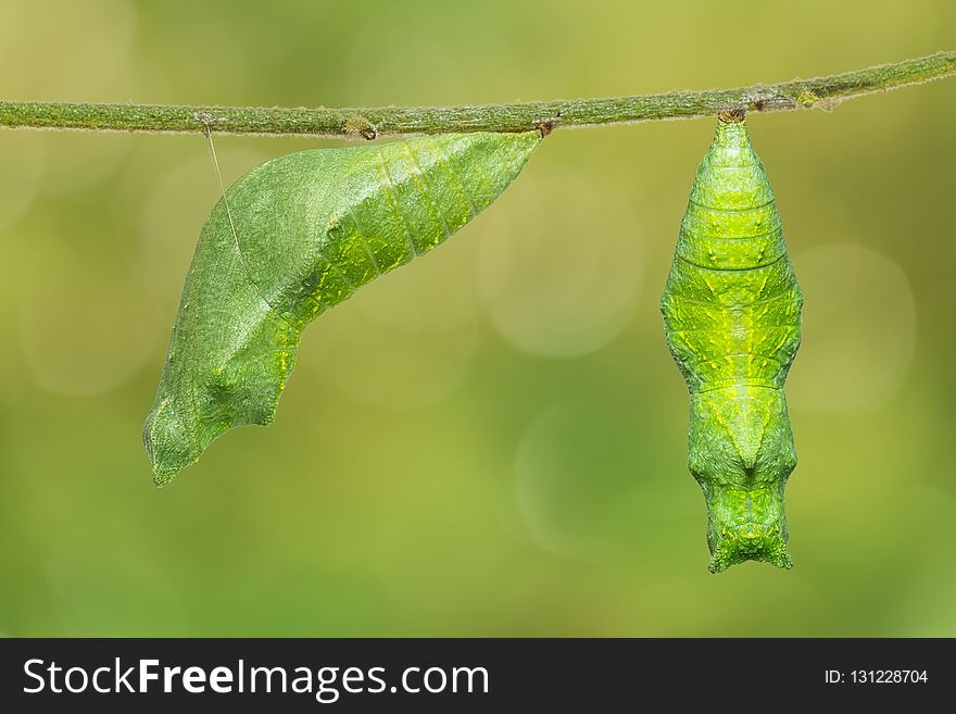 Lime Butterfly Papilio Demoleus Pupa