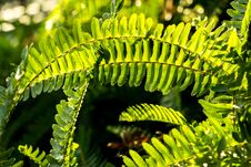 Green Fern Leaves In The Sunshine Royalty Free Stock Photos