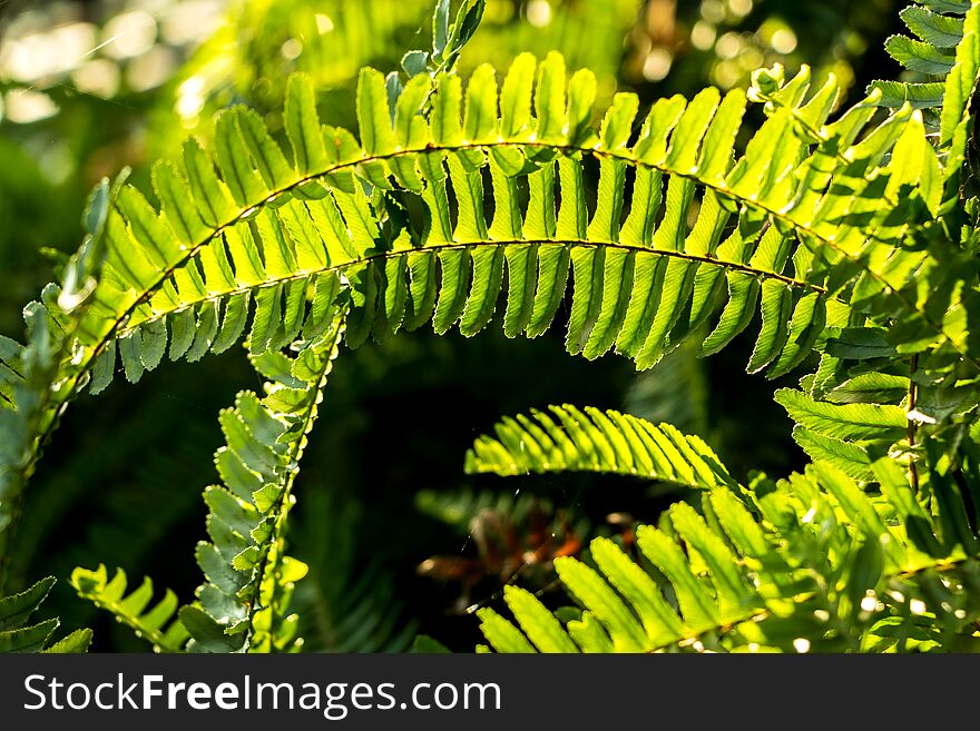 Close-up of green fern leaves with vivid colors in the sunlight. Close-up of green fern leaves with vivid colors in the sunlight