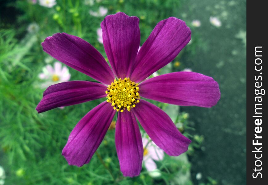 Purple flower smiling at camera. This flower is one of the common flower.