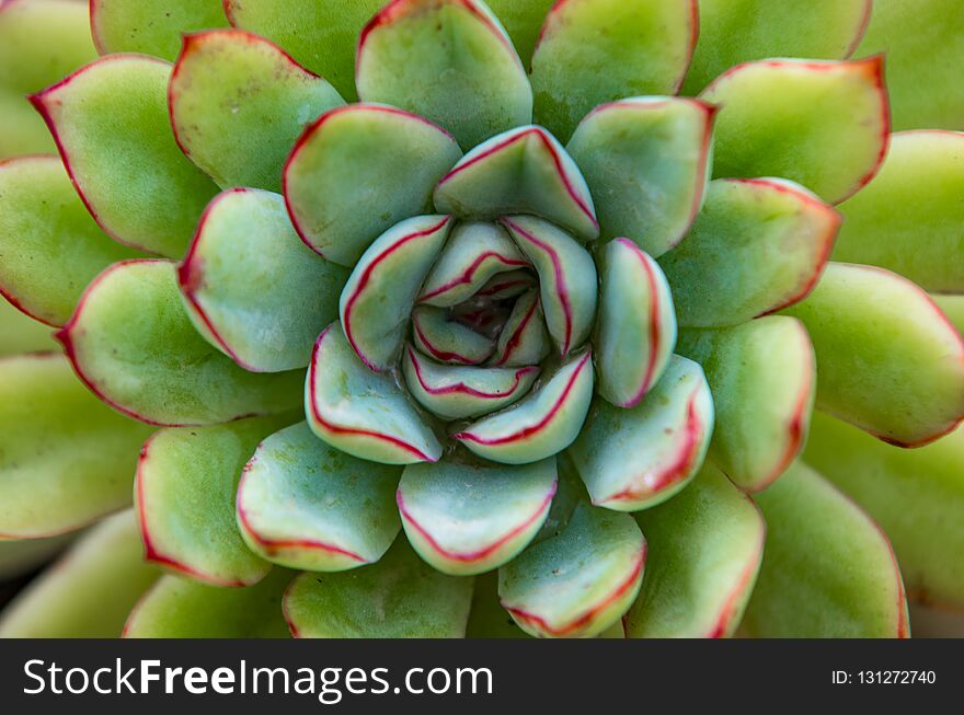 Close up view on cactus plant under soft light