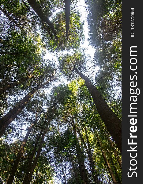 Beautiful view of the top of the trees in a forest. Beautiful view of the top of the trees in a forest