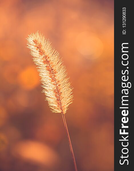 One Ear Of Grass. Macro. Autumn Mood. Yellow Background.