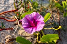 A Beautiful Beach Morning Glory Flower In The Sunshine Royalty Free Stock Images