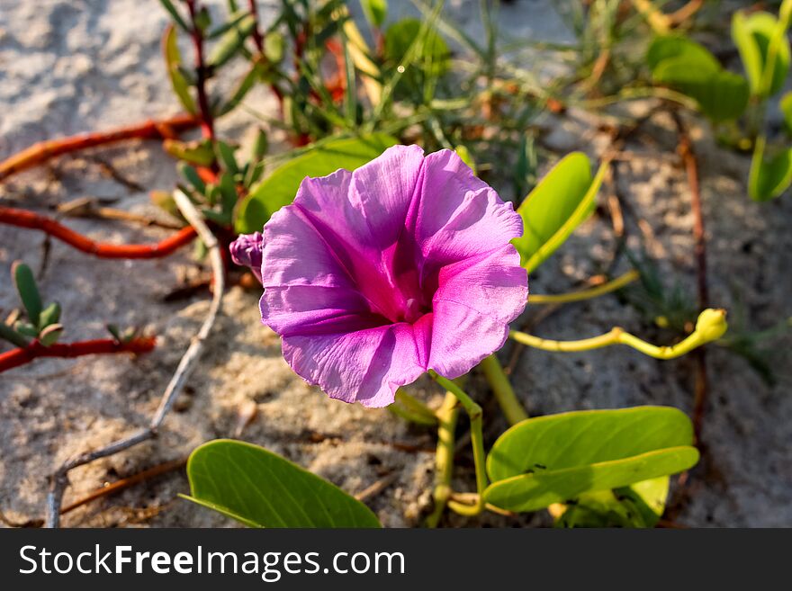 A Beautiful Beach Morning Glory Flower in The Sunshine