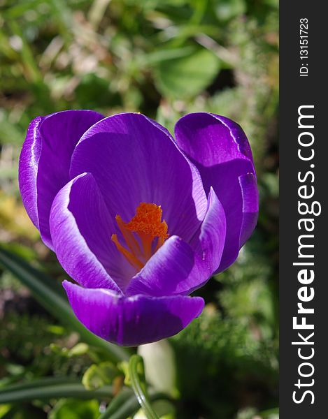 Single violet crocus close up. Single violet crocus close up