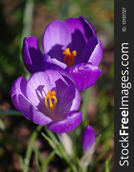 Two white-violet crocuses close up. Two white-violet crocuses close up