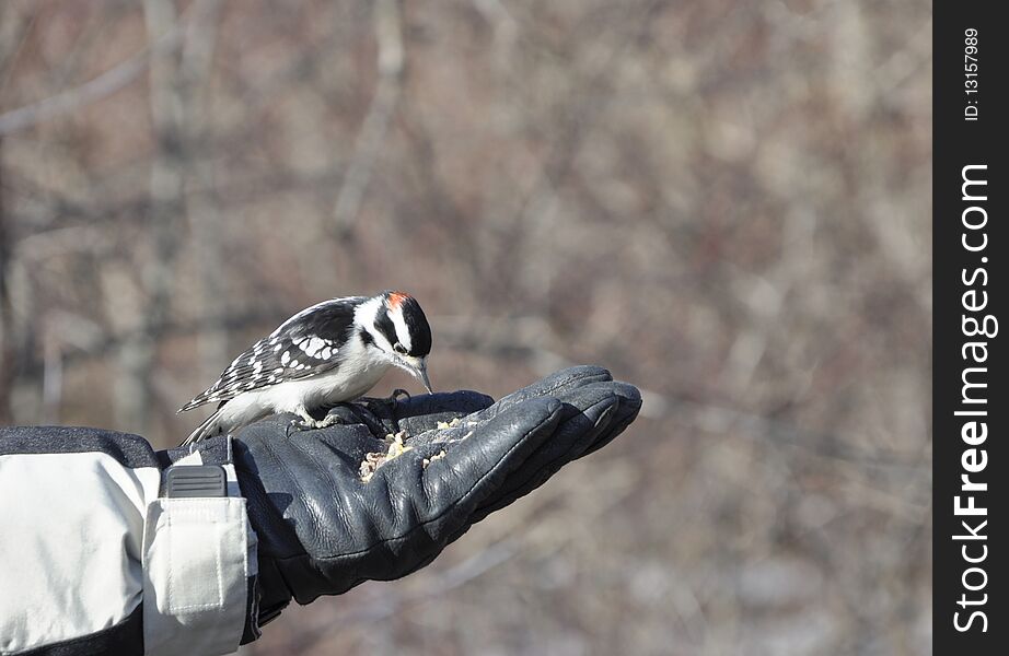 Woodpecker in the hand