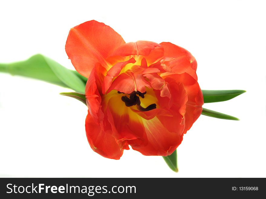 A filled tulip on white background