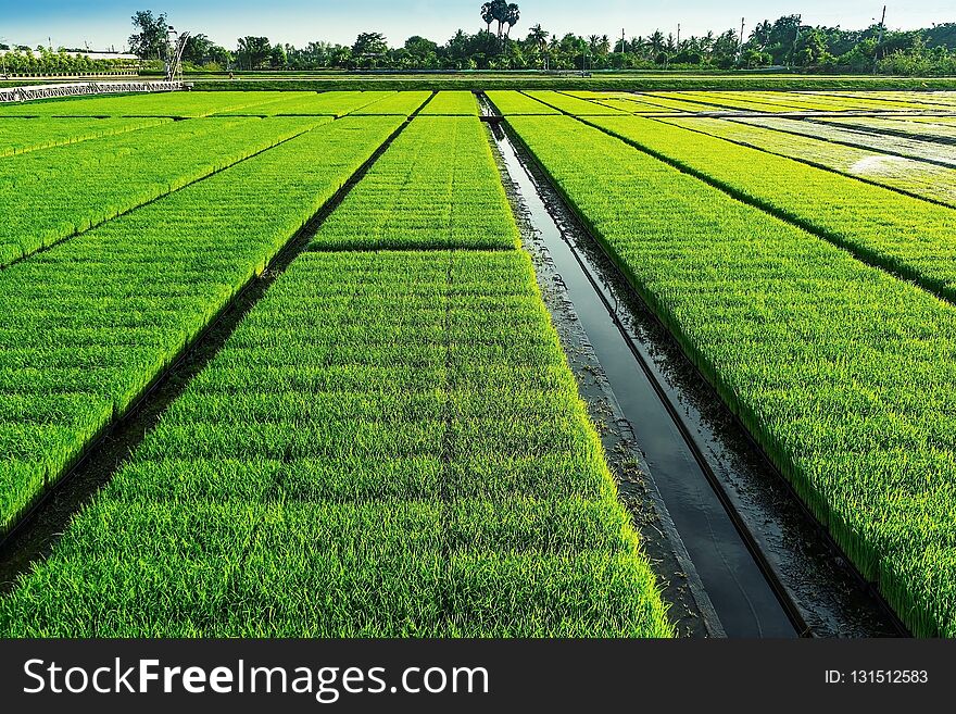 Beautiful view of rice seedlings in the field in Suphanburi Thailand