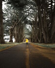 A Woman In A Yellow Rain Coat Dancing In The Rain Through A Tree Tunnel Made Of Cypress Trees Stock Images