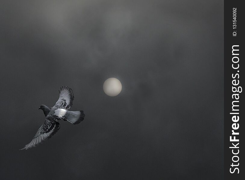 Dove flying against the sky and the sun. Dove flying against the sky and the sun