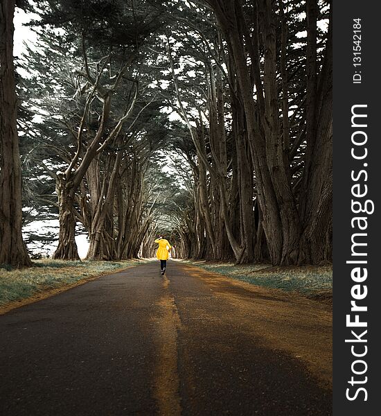 A woman in a yellow rain coat dancing in the rain through a tree tunnel made of cypress trees