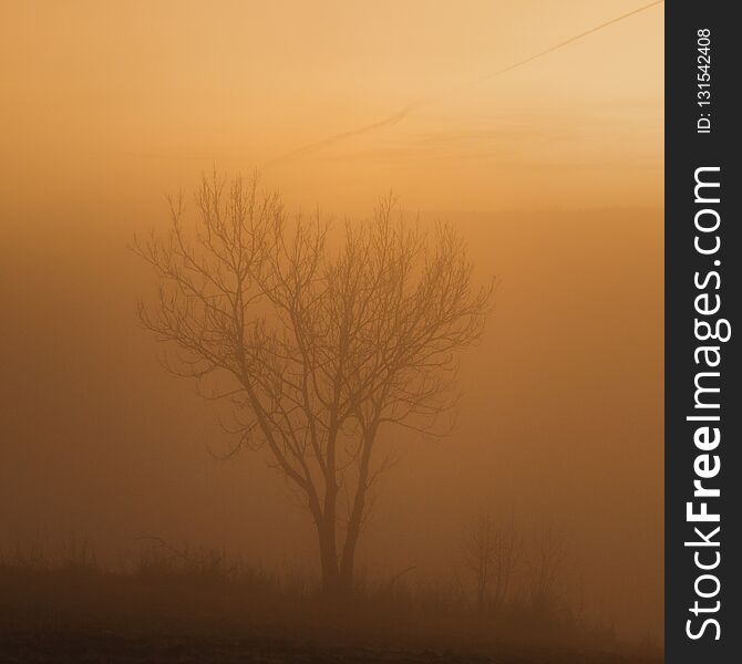Foggy sunset evening, landscape with a tree